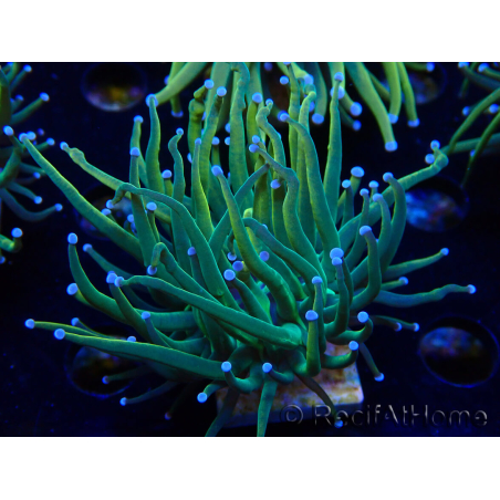 WYSIWYG Euphyllia glabrescens (Maricoltura acclimatata sotto LED) 8A7