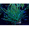 WYSIWYG Euphyllia glabrescens (Mariculture acclimaté sous LED) 8G7