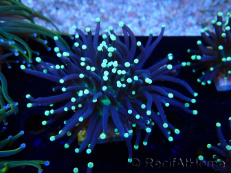 WYSIWYG Euphyllia glabrescens (Mariculture acclimaté sous LED) 8G8