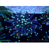 WYSIWYG Euphyllia glabrescens (Mariculture acclimated under LED) 8A7