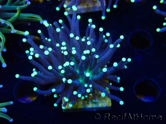 WYSIWYG Euphyllia glabrescens (Mariculture acclimaté sous LED) 8H2
