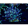 WYSIWYG Euphyllia glabrescens (Mariculture acclimaté sous LED) 8H2