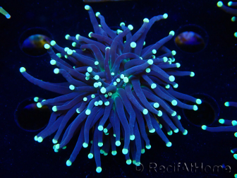 WYSIWYG Euphyllia glabrescens (Mariculture acclimaté sous LED) 8H3