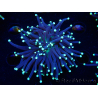 WYSIWYG Euphyllia glabrescens (Mariculture acclimaté sous LED) 8H3