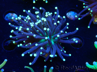WYSIWYG Euphyllia glabrescens (Mariculture acclimaté sous LED) 8H4