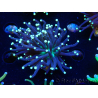 WYSIWYG Euphyllia glabrescens (Mariculture acclimaté sous LED) 8H4