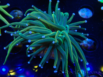 WYSIWYG Euphyllia glabrescens (Mariculture acclimaté sous LED) 8H5