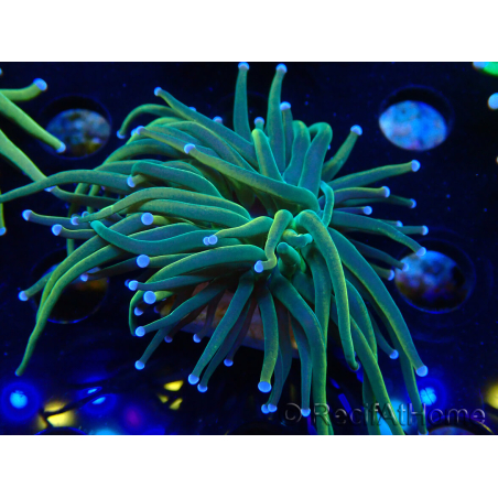WYSIWYG Euphyllia glabrescens (Mariculture acclimated under LED) 8H5
