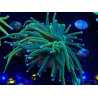 WYSIWYG Euphyllia glabrescens (Mariculture acclimaté sous LED) 8H5
