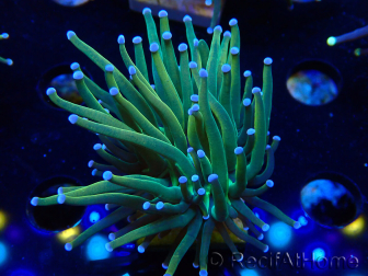 WYSIWYG Euphyllia glabrescens (Mariculture acclimaté sous LED) 8H6