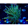 WYSIWYG Euphyllia glabrescens (Mariculture acclimaté sous LED) 8H6