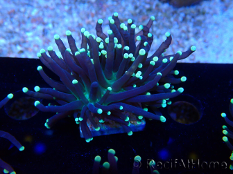 WYSIWYG Euphyllia glabrescens (Mariculture acclimaté sous LED) 8H7