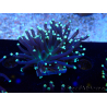 WYSIWYG Euphyllia glabrescens (Mariculture acclimaté sous LED) 8H7