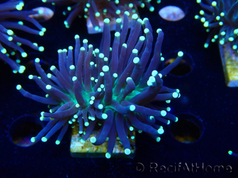 WYSIWYG Euphyllia glabrescens (Mariculture acclimated under LED) 8C7