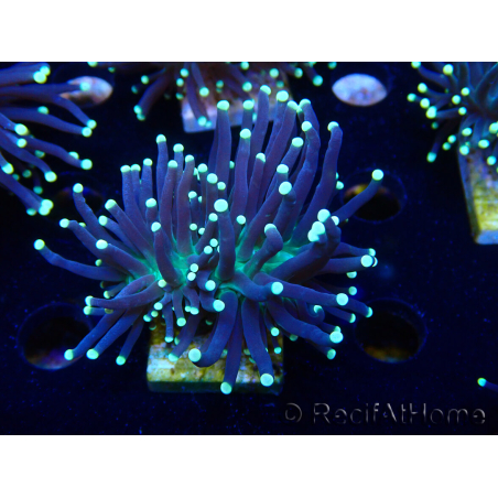WYSIWYG Euphyllia glabrescens (Maricultura aclimatada bajo LED) 8C7