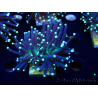 WYSIWYG Euphyllia glabrescens (Mariculture acclimaté sous LED) 8H8