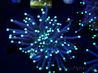 WYSIWYG Euphyllia glabrescens (Maricultura aclimatada bajo LED) 8I1