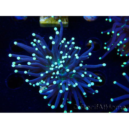 WYSIWYG Euphyllia glabrescens (Unter LED akklimatisierte Marikultur) 8I1