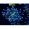 WYSIWYG Euphyllia glabrescens (Maricultura aclimatada bajo LED) 8I1