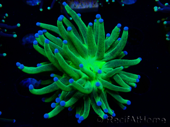 WYSIWYG Euphyllia glabrescens (Maricultura aclimatada bajo LED) 8D7