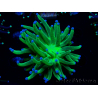 WYSIWYG Euphyllia glabrescens (Mariculture acclimaté sous LED) 8D7