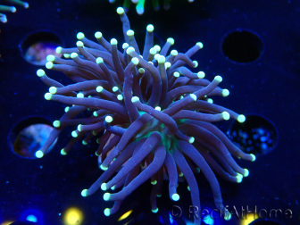 WYSIWYG Euphyllia glabrescens (Mariculture acclimaté sous LED) 8I8
