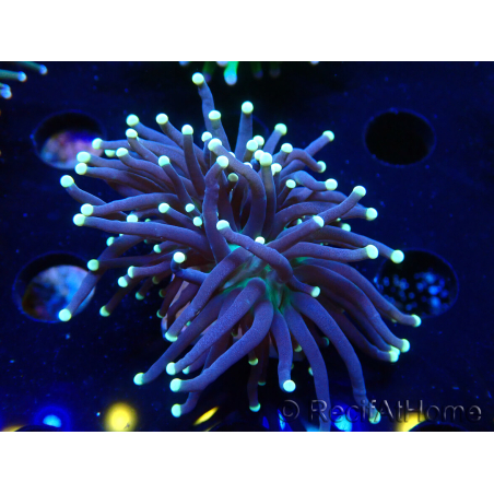 WYSIWYG Euphyllia glabrescens (Mariculture acclimated under LED) 8D7