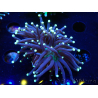 WYSIWYG Euphyllia glabrescens (Mariculture acclimaté sous LED) 8I8