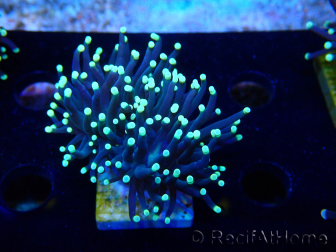 WYSIWYG Euphyllia glabrescens (Maricultura aclimatada bajo LED) 8J4