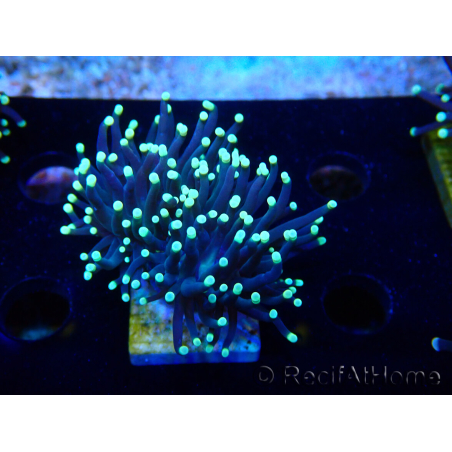 WYSIWYG Euphyllia glabrescens (Mariculture acclimaté sous LED) 8J4
