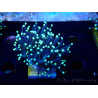WYSIWYG Euphyllia glabrescens (Mariculture acclimated under LED) 8J4