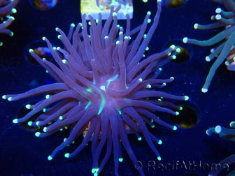 WYSIWYG Euphyllia glabrescens (Mariculture acclimated under LED) 8F7