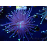 WYSIWYG Euphyllia glabrescens (Mariculture acclimated under LED) 8F7