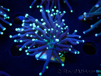 WYSIWYG Euphyllia glabrescens (Mariculture acclimaté sous LED) 8J8