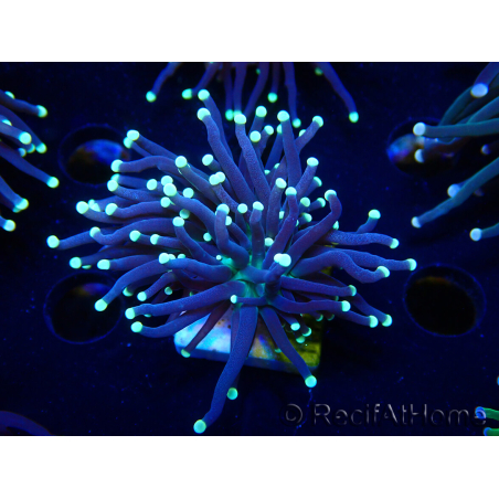 WYSIWYG Euphyllia glabrescens (Maricoltura acclimatata sotto LED) 8F7