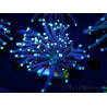 WYSIWYG Euphyllia glabrescens (Mariculture acclimaté sous LED) 8J8