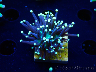WYSIWYG Euphyllia glabrescens (Maricultura aclimatada bajo LED) 8K5