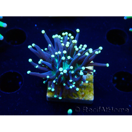WYSIWYG Euphyllia glabrescens (Mariculture acclimaté sous LED) 8K5