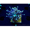 WYSIWYG Euphyllia glabrescens (Maricultura aclimatada bajo LED) 8K5