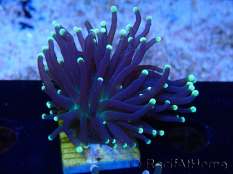 WYSIWYG Euphyllia glabrescens (Mariculture acclimaté sous LED) 8K7