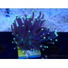 WYSIWYG Euphyllia glabrescens (Mariculture acclimaté sous LED) 8K7