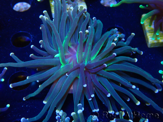 WYSIWYG Euphyllia glabrescens (Mariculture acclimaté sous LED) 8K8