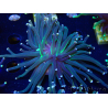 WYSIWYG Euphyllia glabrescens (Mariculture acclimaté sous LED) 8K8