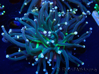 WYSIWYG Euphyllia glabrescens (Maricultura aclimatada bajo LED) 8L1