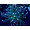 WYSIWYG Euphyllia glabrescens (Mariculture acclimaté sous LED) 8L1