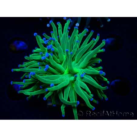 WYSIWYG Euphyllia glabrescens (Aclimatado en maricultura bajo LED) 8L2