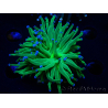 WYSIWYG Euphyllia glabrescens (Maricoltura acclimatata sotto LED) 8L2