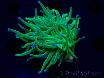 WYSIWYG Euphyllia glabrescens (Maricultura aclimatada bajo LED) 8L3