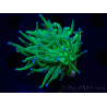 WYSIWYG Euphyllia glabrescens (Mariculture acclimaté sous LED) 8L3