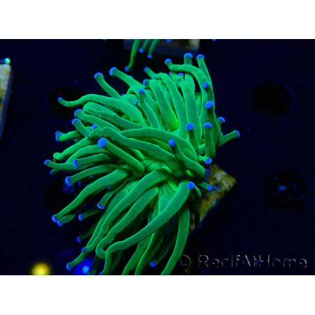 WYSIWYG Euphyllia glabrescens (Mariculture acclimaté sous LED) 8L4